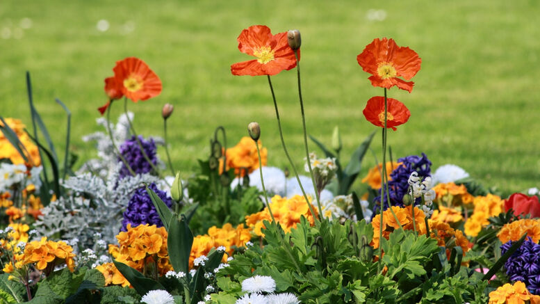 Leitin að fallegustu lóðinni