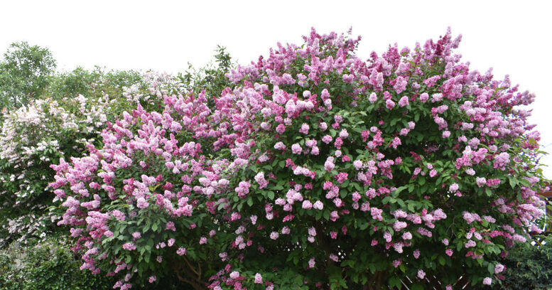 Fallegasti garðurinn