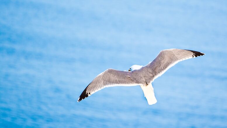 Aðferðir til að stemma stigu við ágangi máva