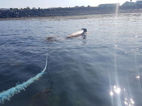 Hvalreki á Álftanesi