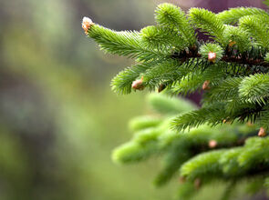 Sækja jólatré 7. og 8. janúar