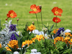 Leitin að fallegustu lóðinni