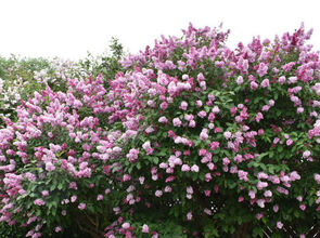 Fallegasti garðurinn