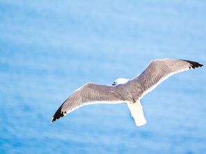Aðferðir til að stemma stigu við ágangi máva